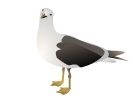 Xeoma's AI-based Object Recognition can detect yachts, boats, ships, birds, ball, animals