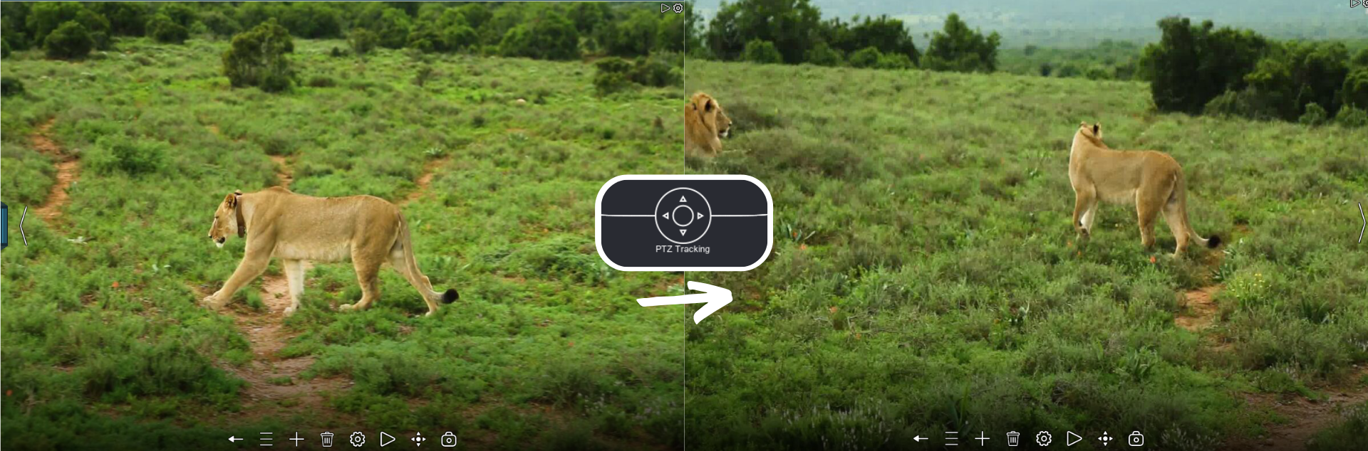 Dynamic PTZ tracking of wild animals with Xeoma video surveillance software